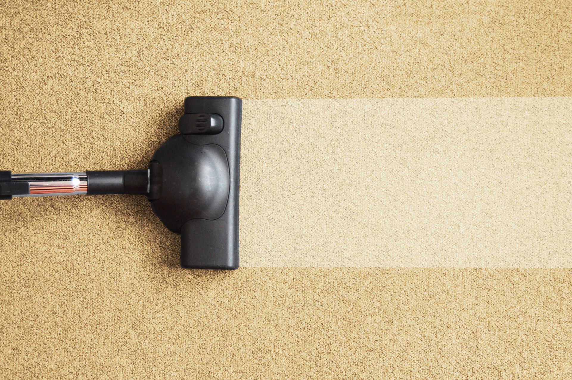 Vacuum cleaner head on beige carpet with a black hose attached