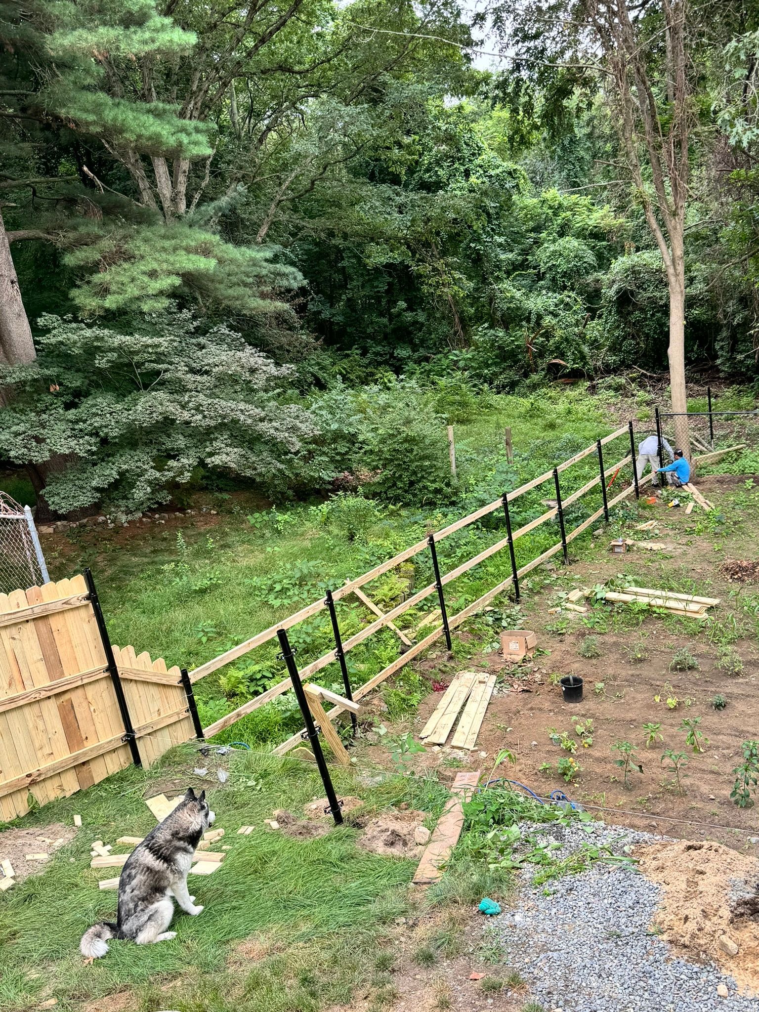 Fence installation in progress by Pineda's Outdoor Living. Black metal posts and wooden rails being assembled along a backyard garden with dense greenery in the background. A husky sits near a partially completed wooden gate. High-quality residential fencing project.