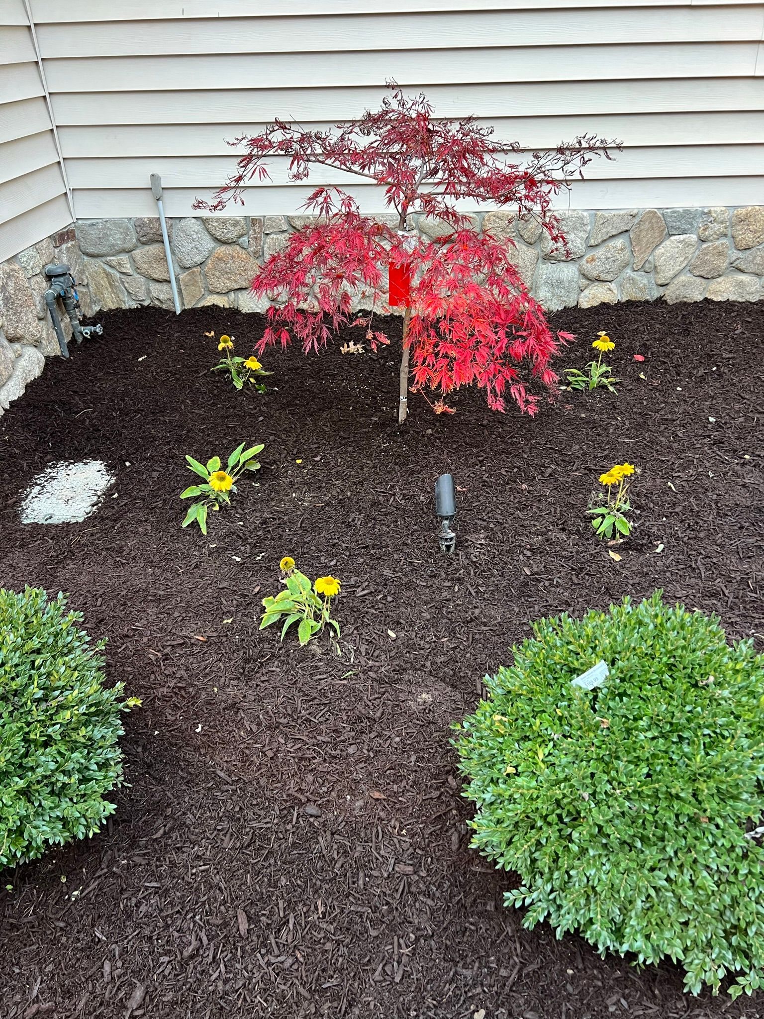 A garden with flowers and a tree in the middle of it.