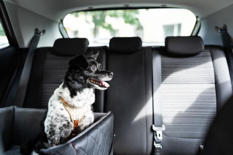 Dog in a car seat, looking out the window; black, white, and brown spotted fur.