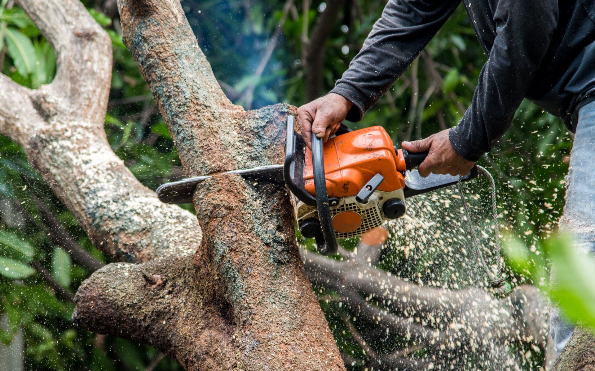 Storm Damage Cleanup and Tree Removal Plymouth, WI
