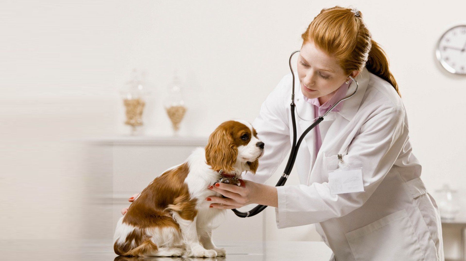 Ark Animal Hospital | Veterinary Clinic | Casper, WY