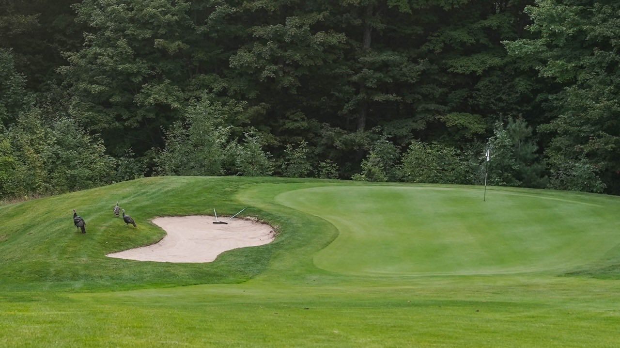 Golf green with a sand trap, flag, and trees in the background.