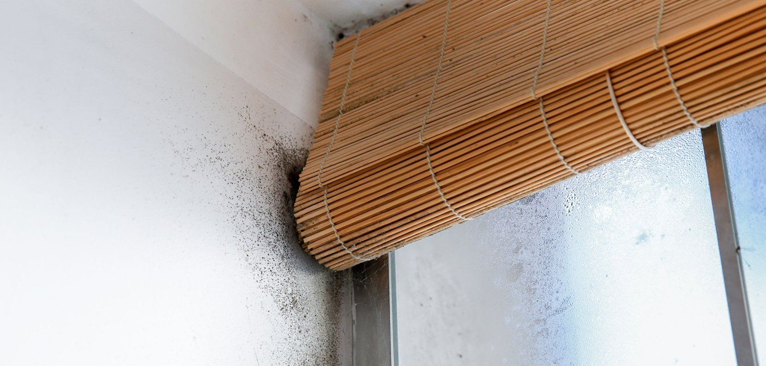 Learn More About Mold Mold