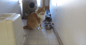 Cat Boarding Kennel