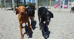 Dog Boarding Facilities