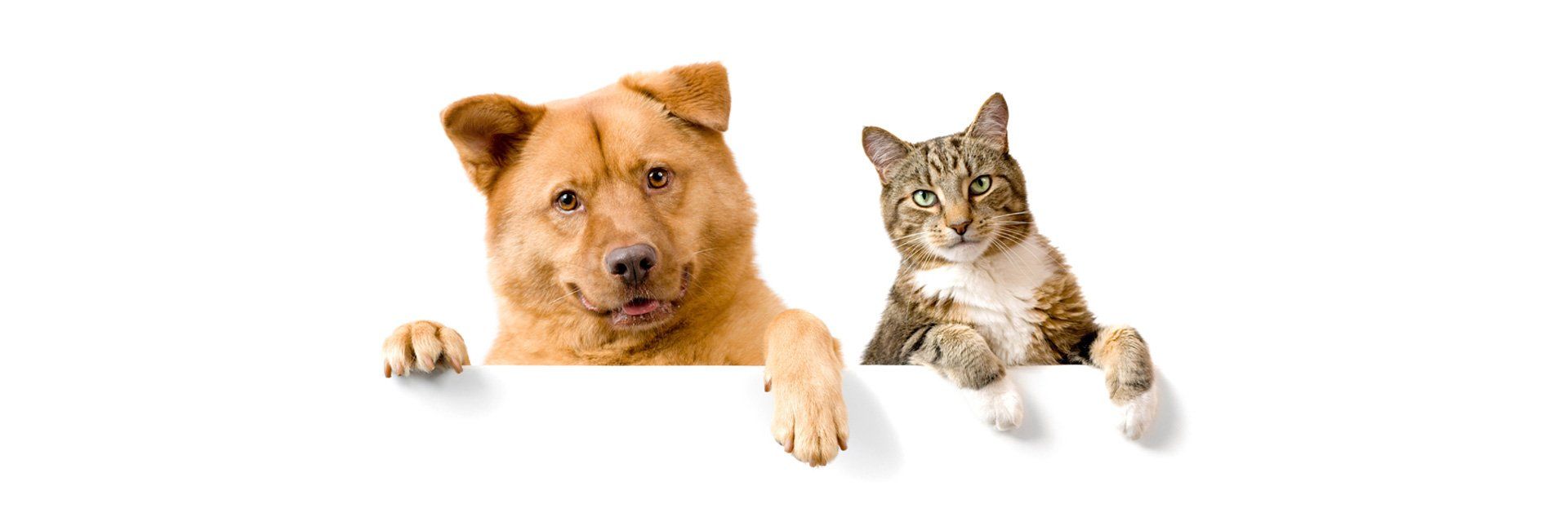 Pets