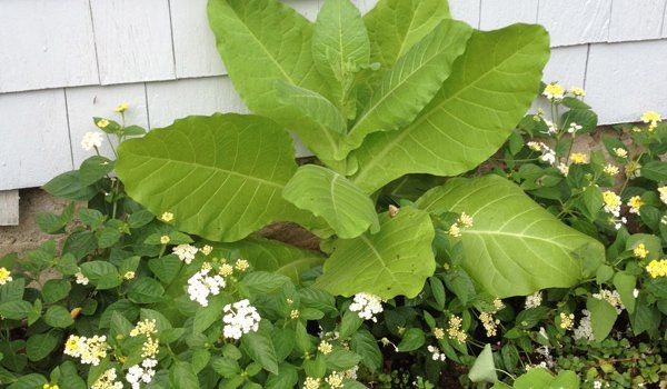 Garden Design and planting