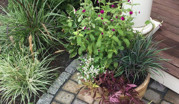 Garden Design and planting