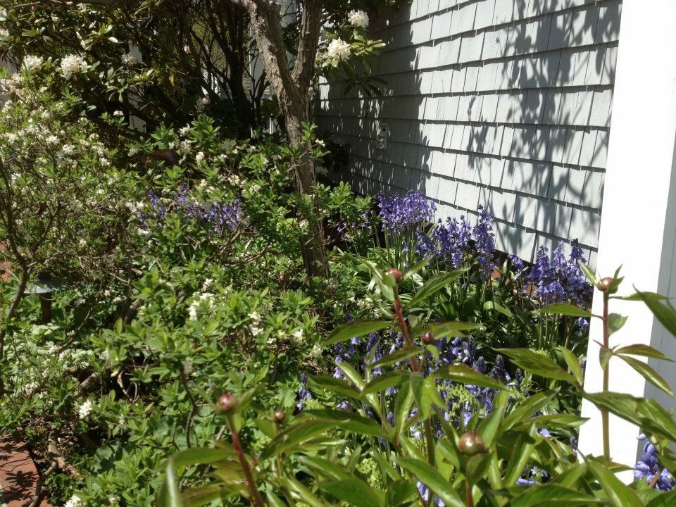 Garden Design and planting