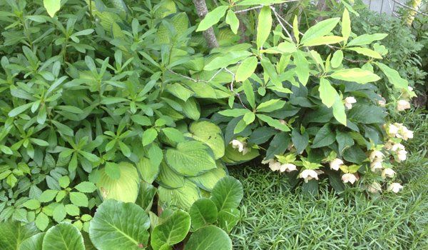 Garden Design and planting