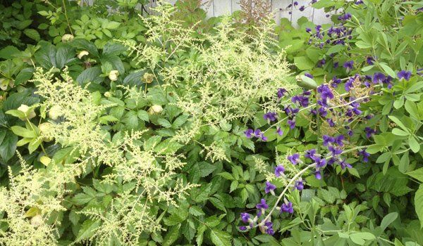 Garden Design and planting