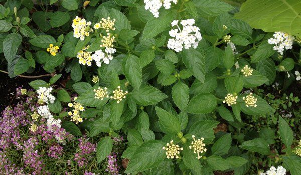 Garden Design and planting