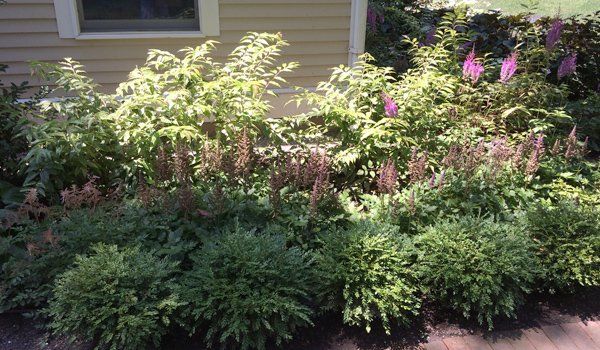 Garden Design and planting