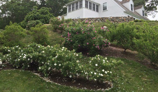 Garden Design and planting