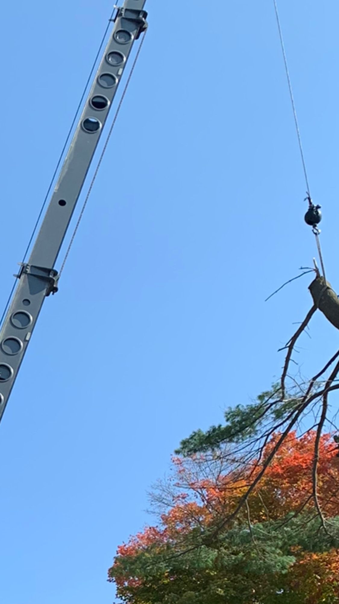 Crane lifting a tree branch against a clear blue sky, with colorful fall foliage in the background.