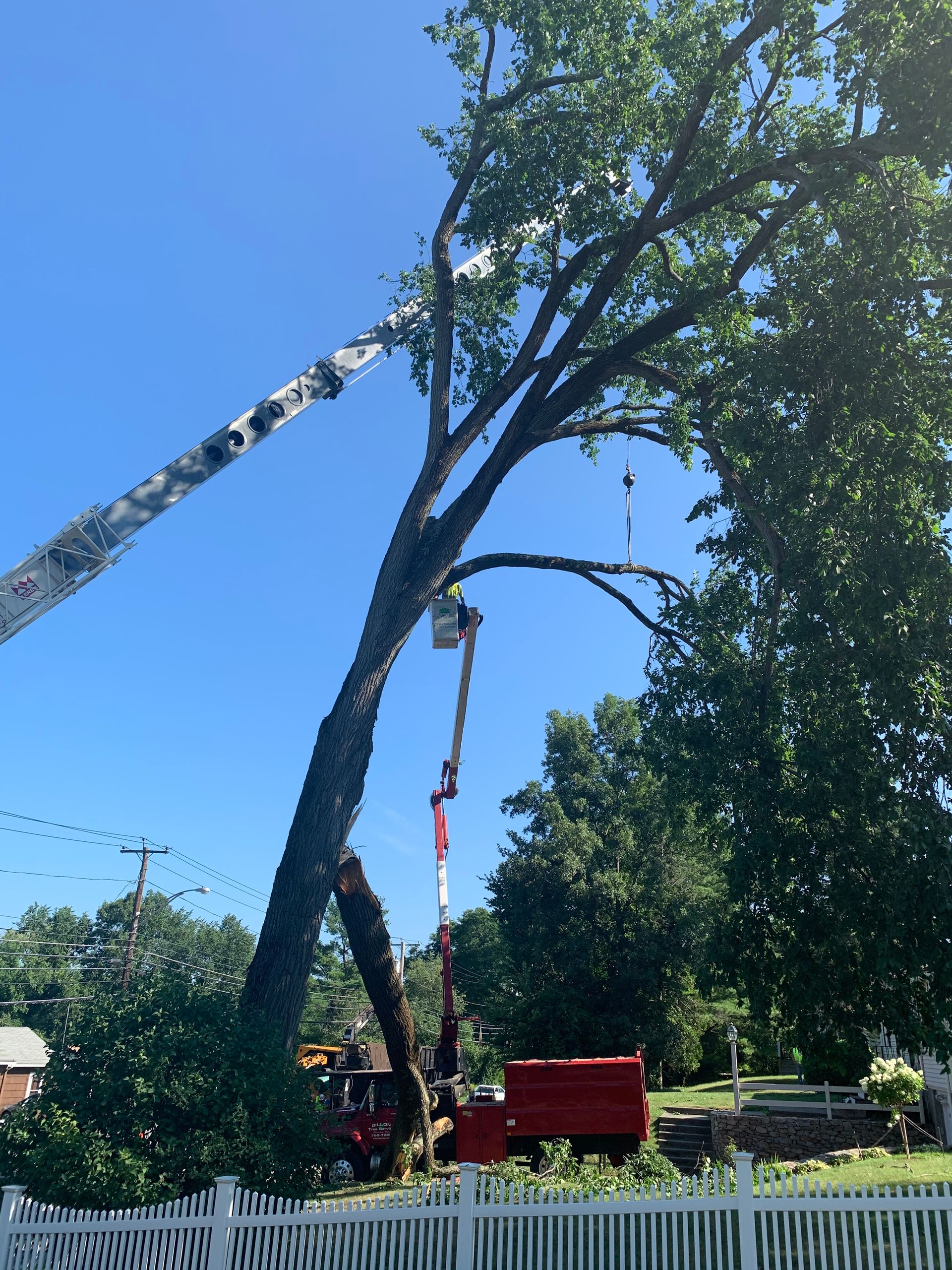 Tree being trimmed by workers in cherry pickers on a sunny day, with a red truck.