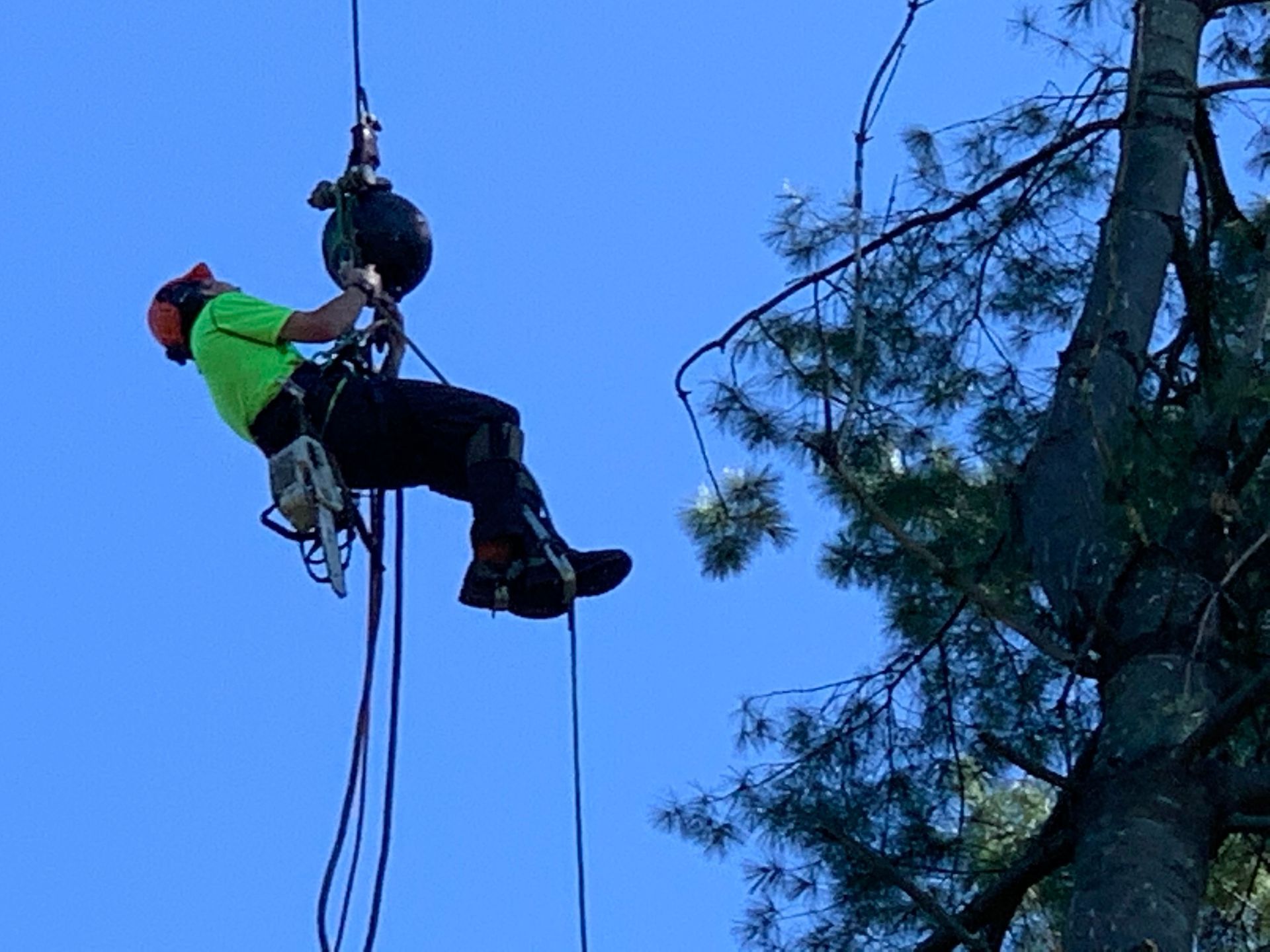 Arborist in safety gear, suspended from a tree, using a pulley system to remove branches.