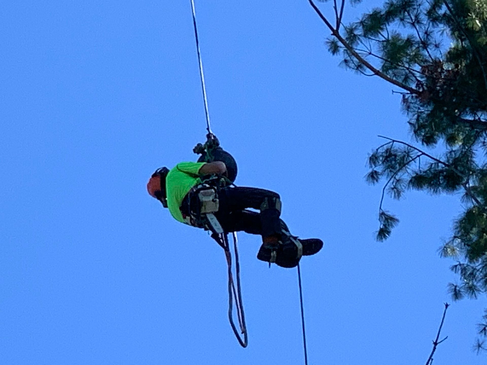 Arborist in green shirt, cutting tree branches while suspended from ropes against a blue sky.