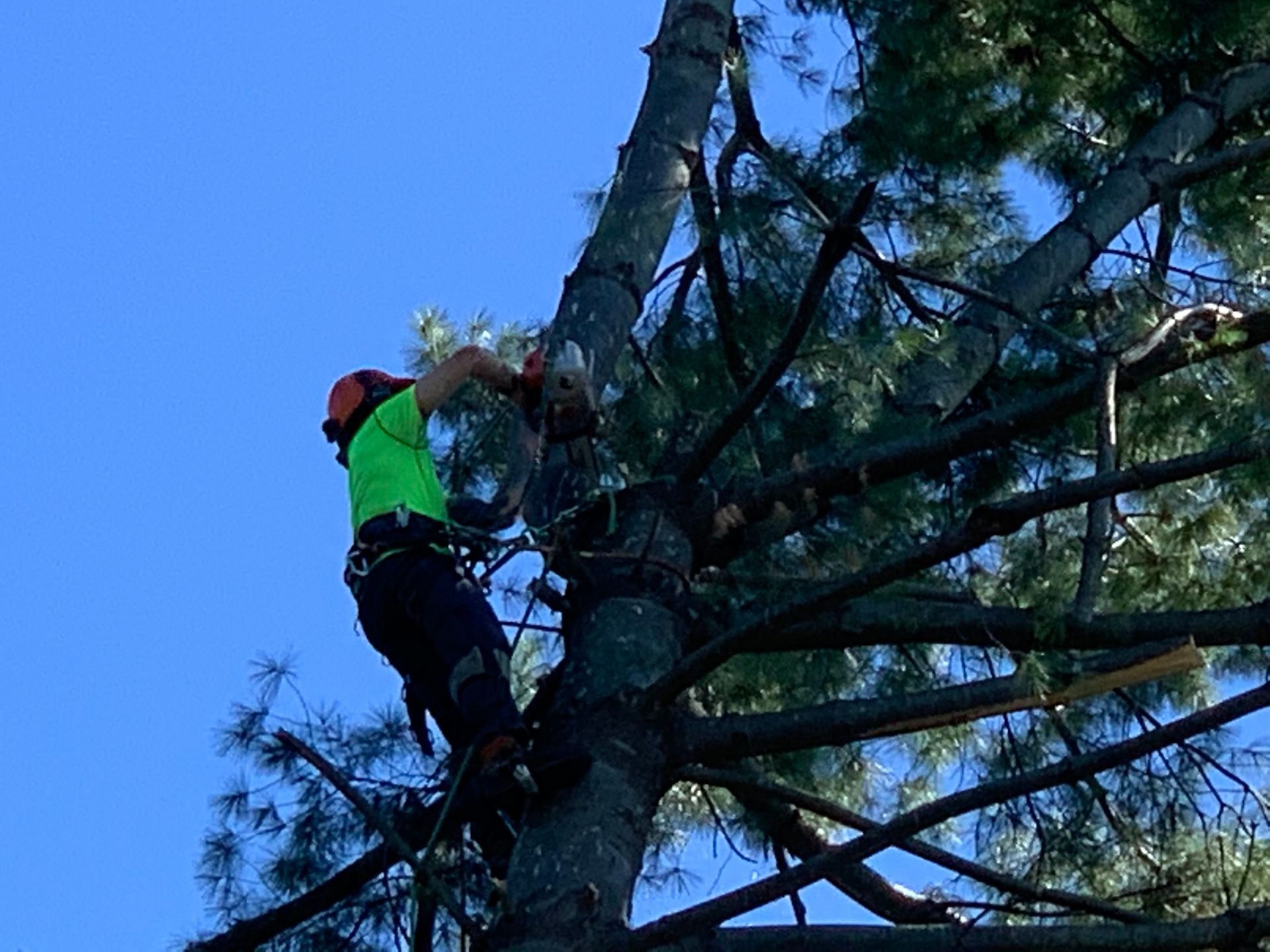 Arborist in safety gear using a chainsaw to cut a tree branch against a blue sky.