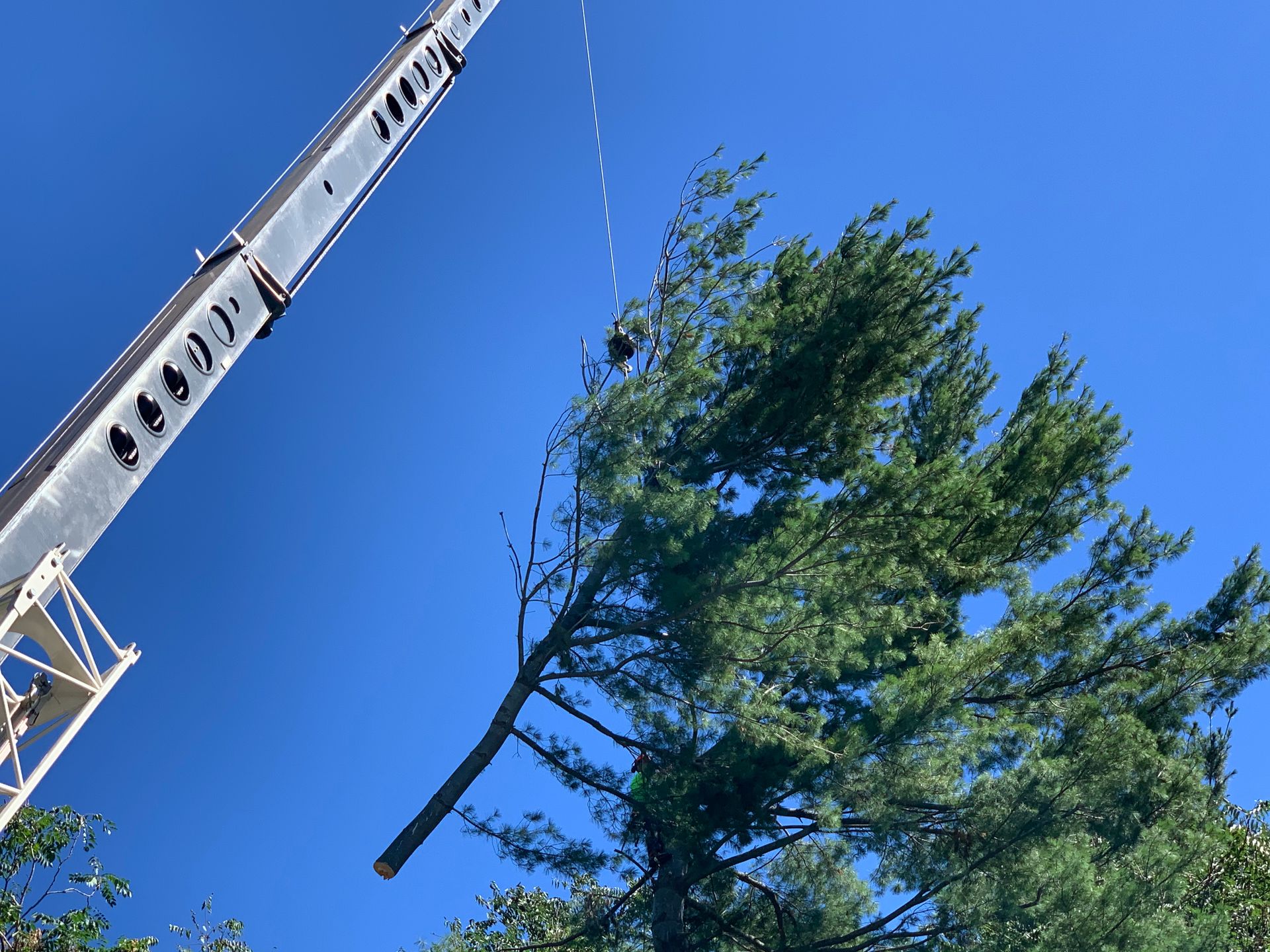 A crane lifting a tall pine tree against a bright blue sky.