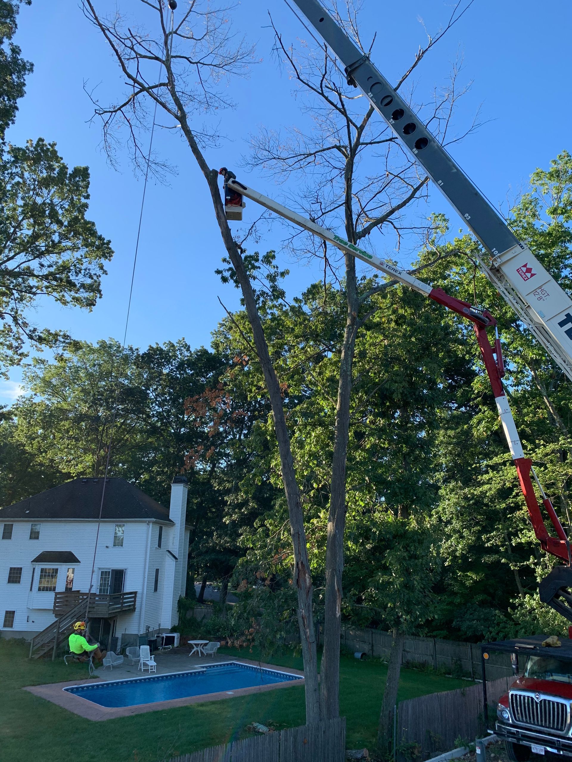 Tree removal in progress; a worker in a lift trims branches near a house with a pool.
