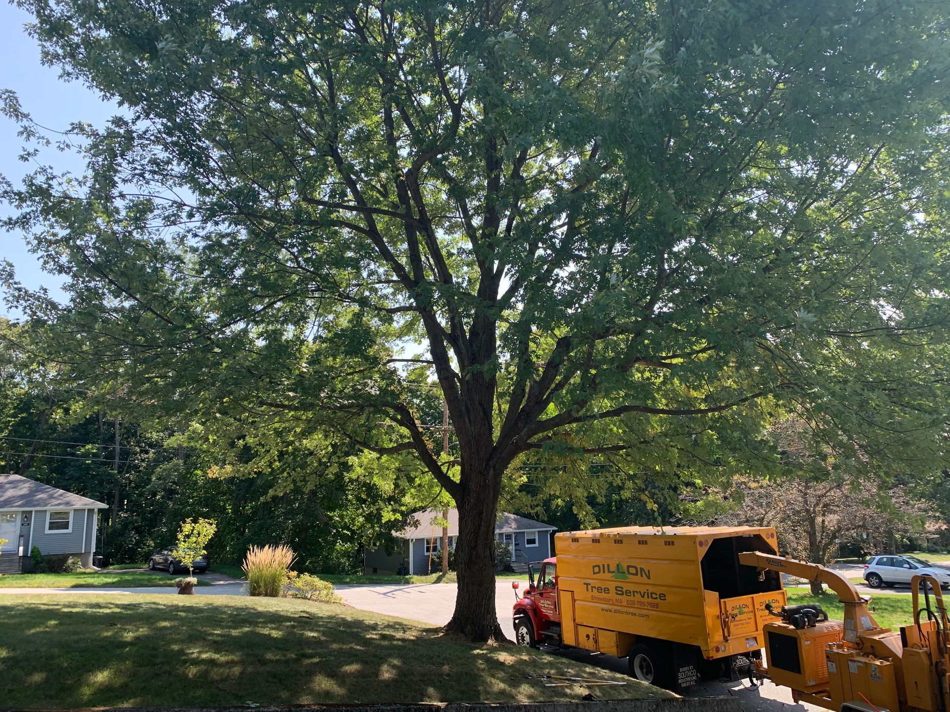 A tree being trimmed by a yellow wood chipper in a residential yard on a sunny day.