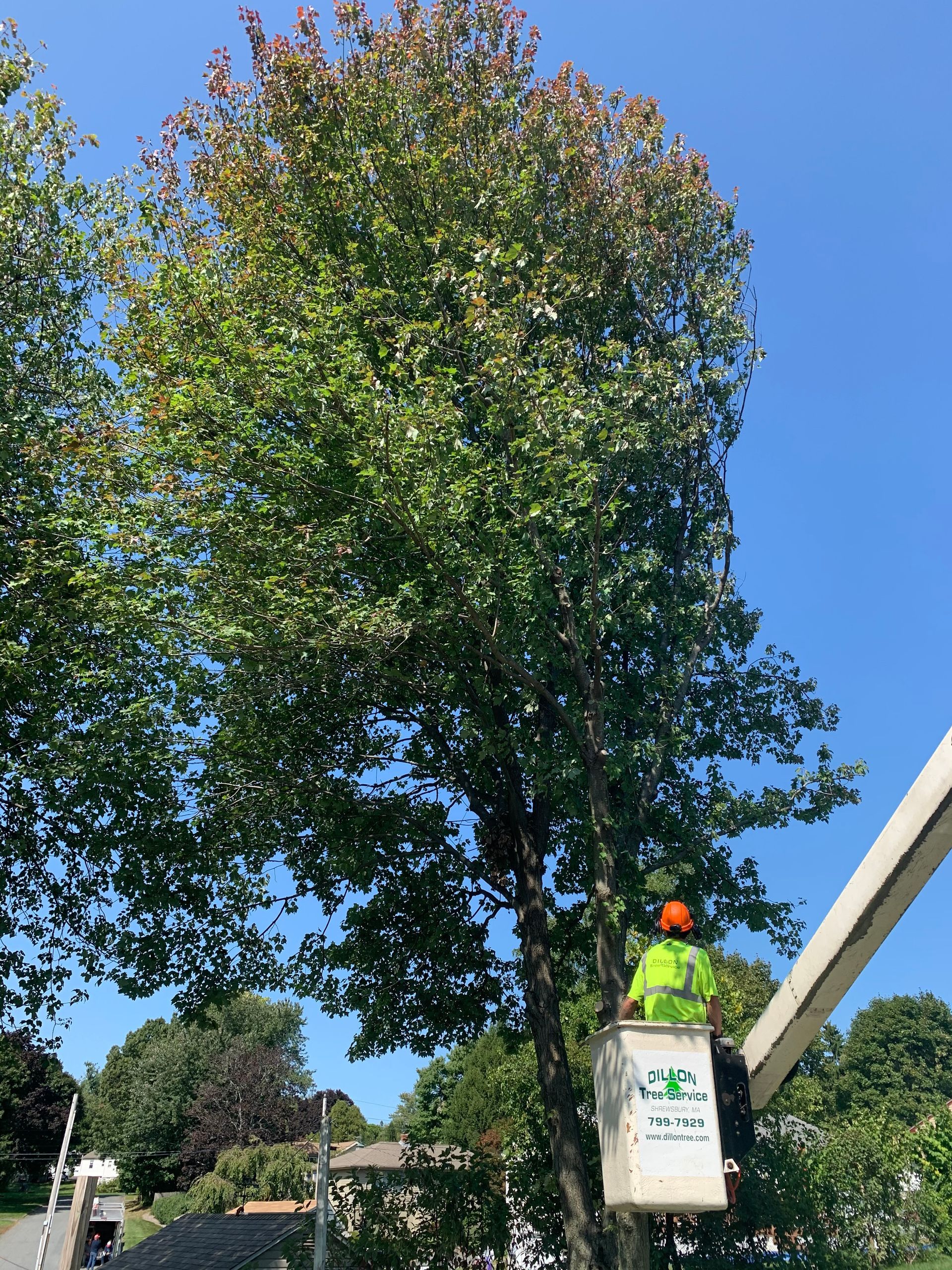 Tree trimmer in a lift bucket trimming a tall tree, sunny day.