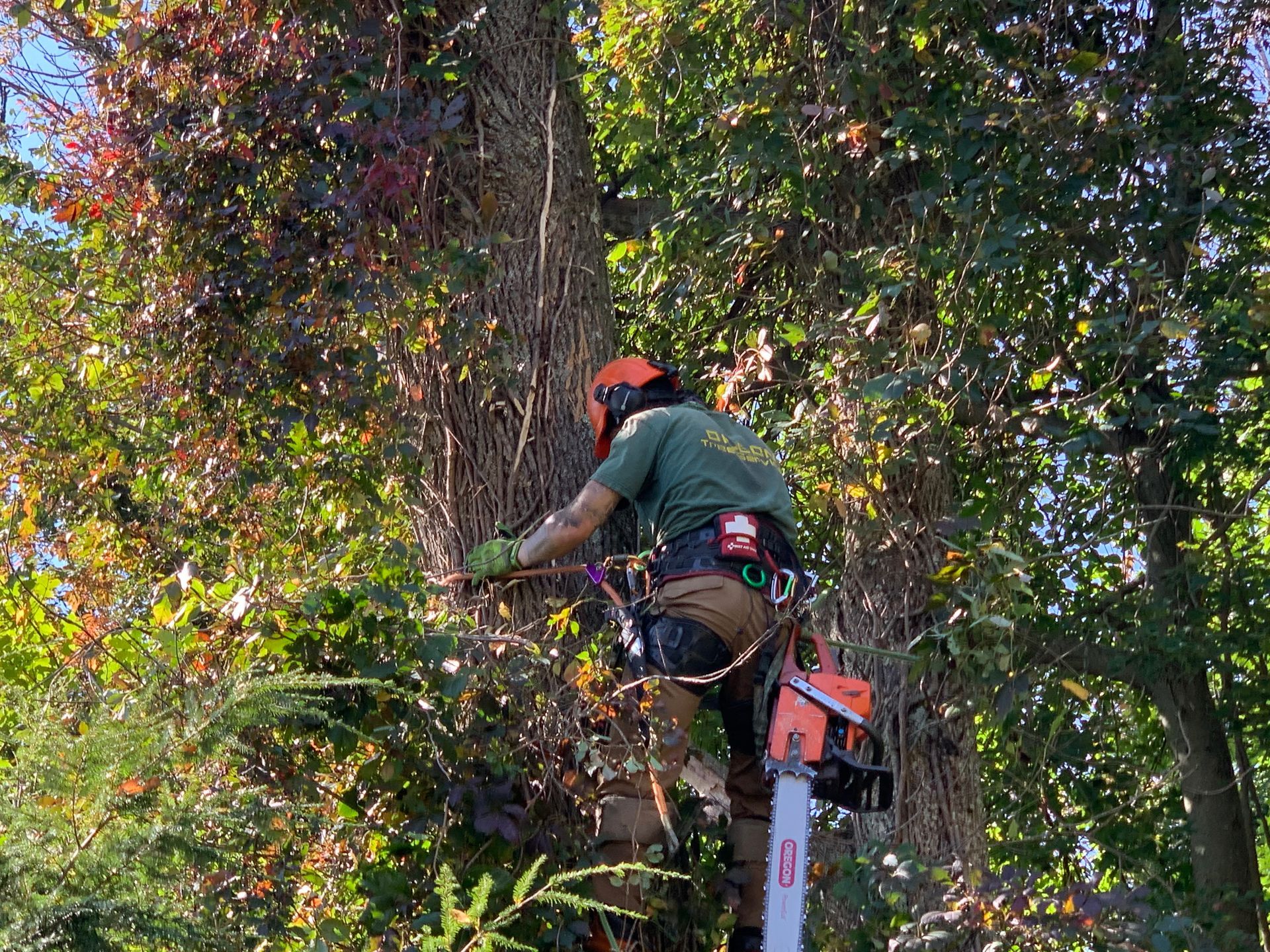 Arborist climbing a tree with a chainsaw, wearing safety gear, cutting overgrown vines.