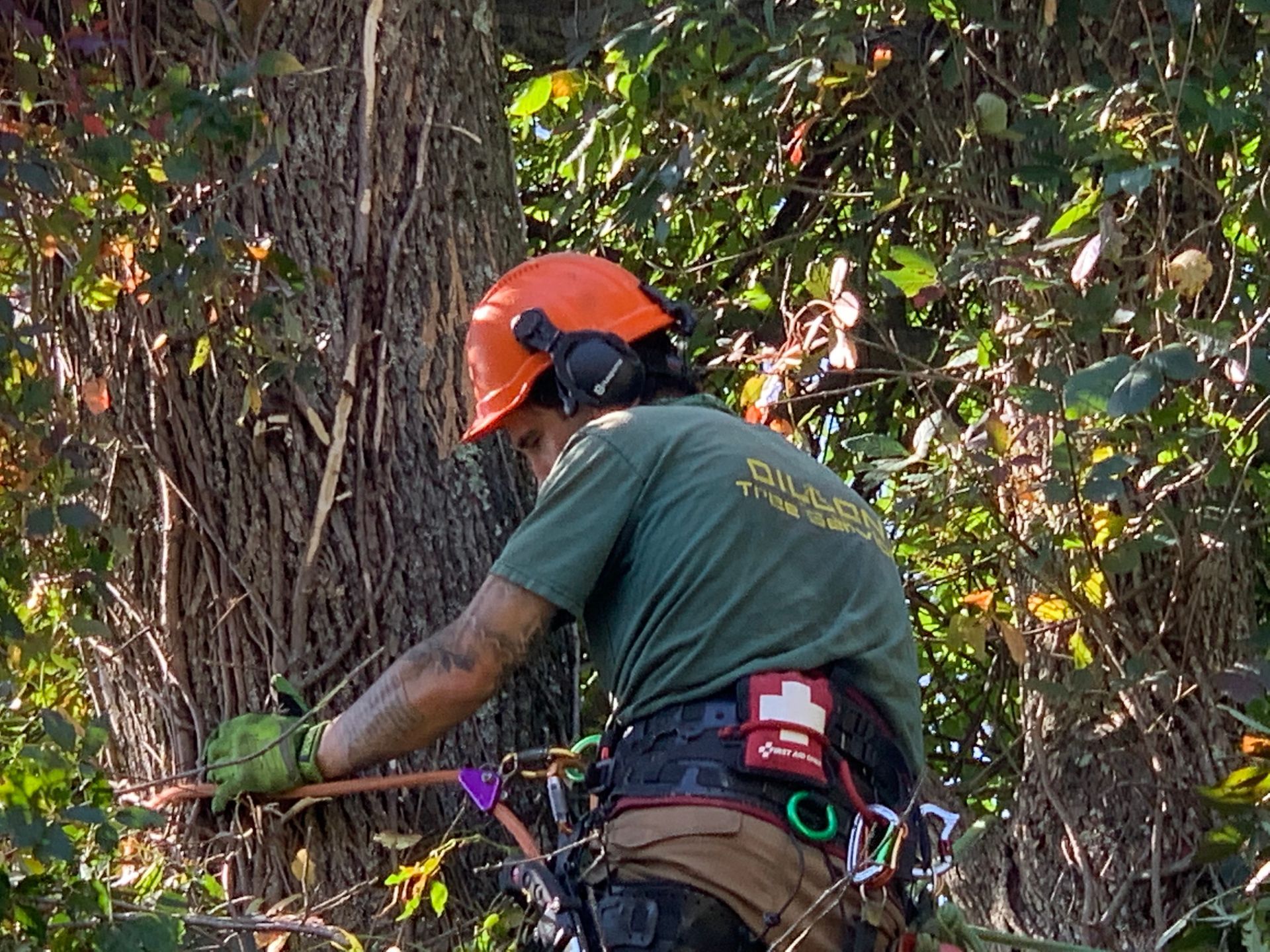 Arborist in orange helmet and ear protection trims tree branches, secured by a harness.