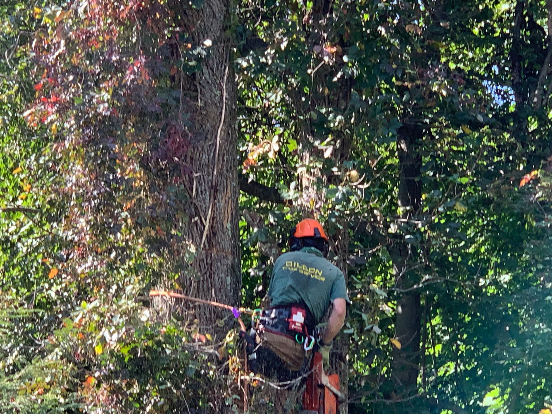 Arborist in orange helmet and green shirt cutting a tree, using a chainsaw, outdoors.