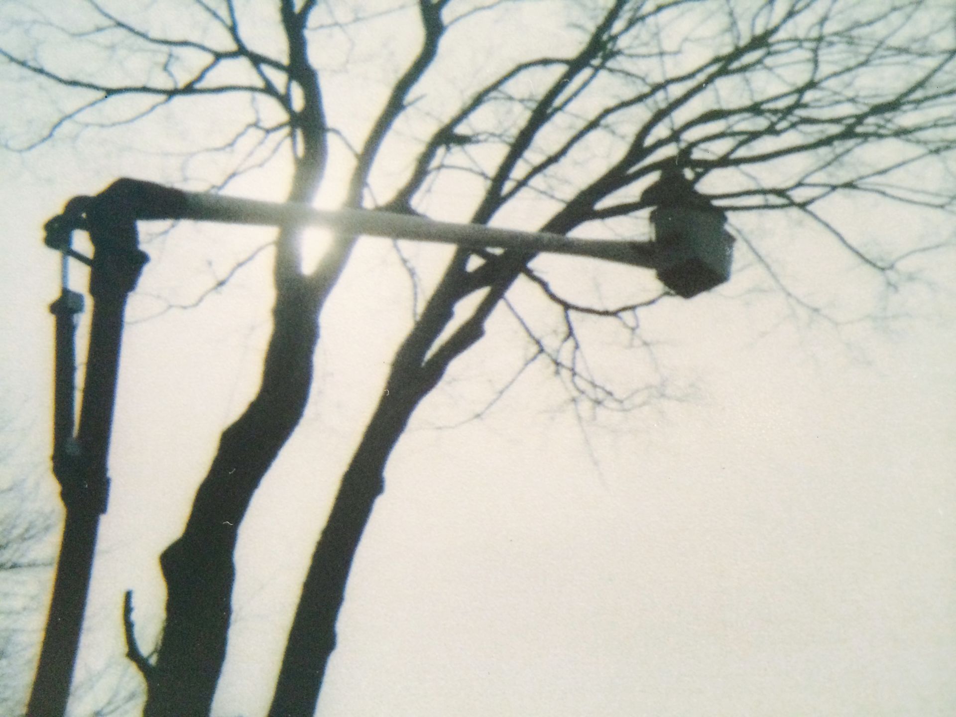 A tree with a bucket lift holding a person, with the sun shining through the branches.