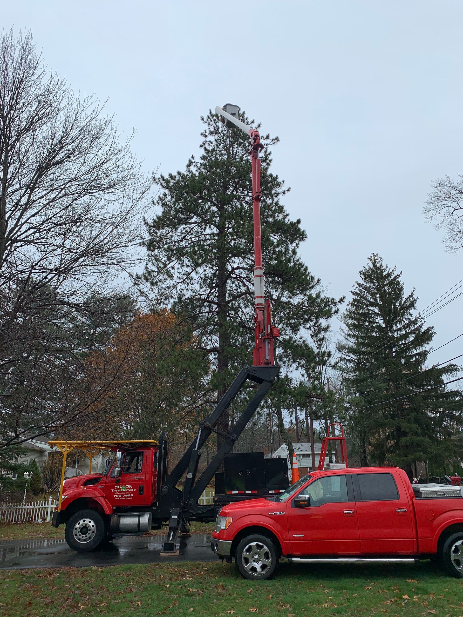 A red tree service truck with raised arm is trimming a tall evergreen tree on a cloudy day.