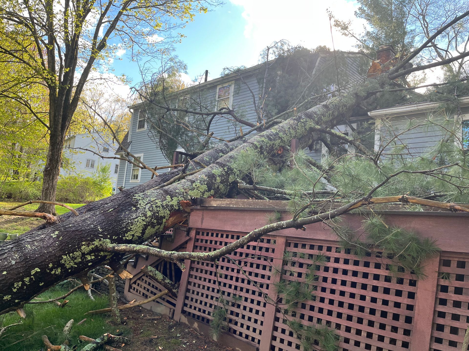 Tree fallen on a house's deck. The tree trunk is brown and green, and the house is gray, with a red lattice fence.