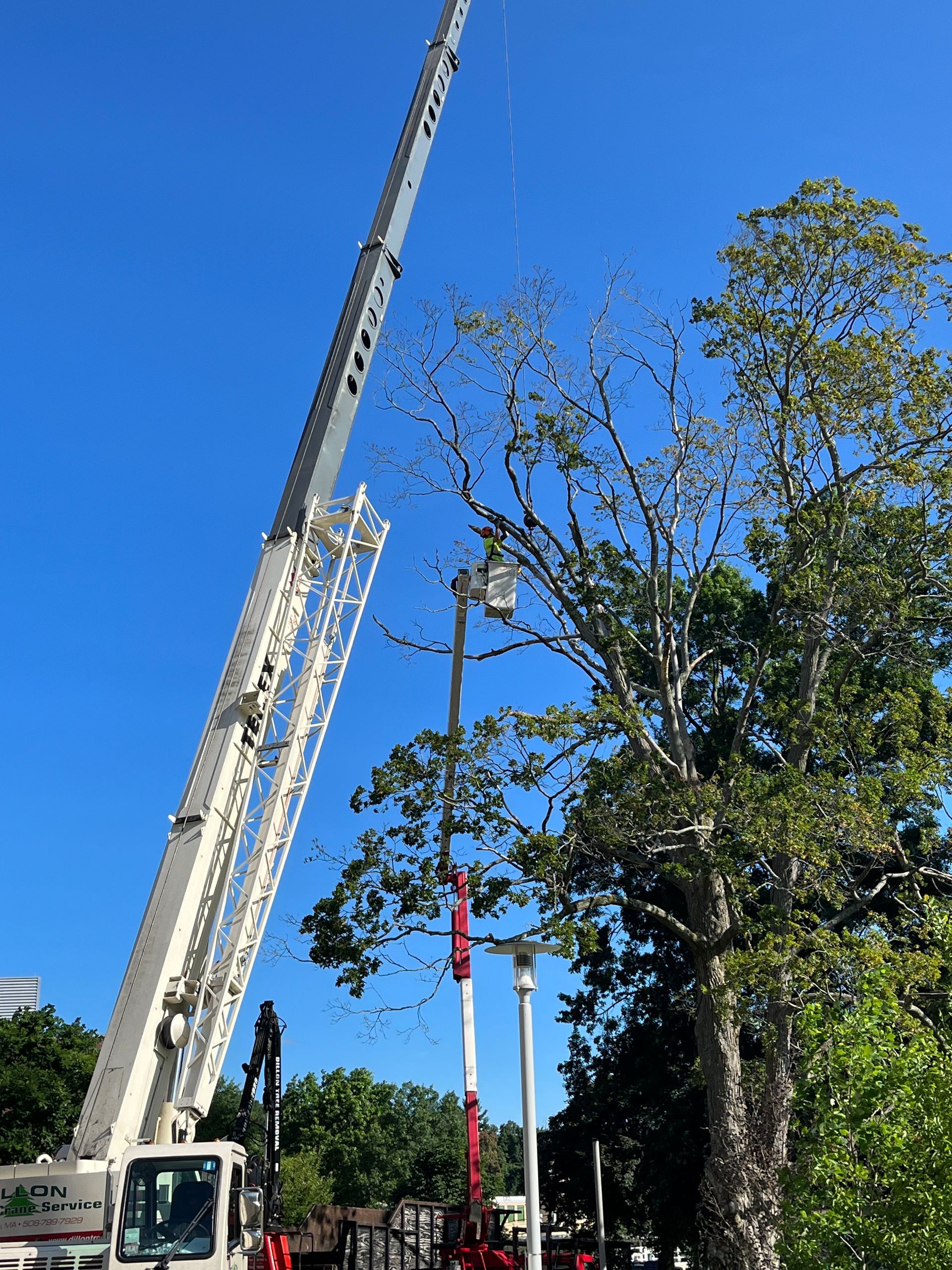Crane trimming a tall tree against a clear blue sky.