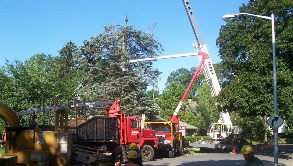 tree removal