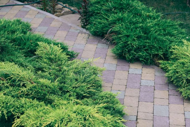 Curved brick garden path winding through dense green groundcover plants