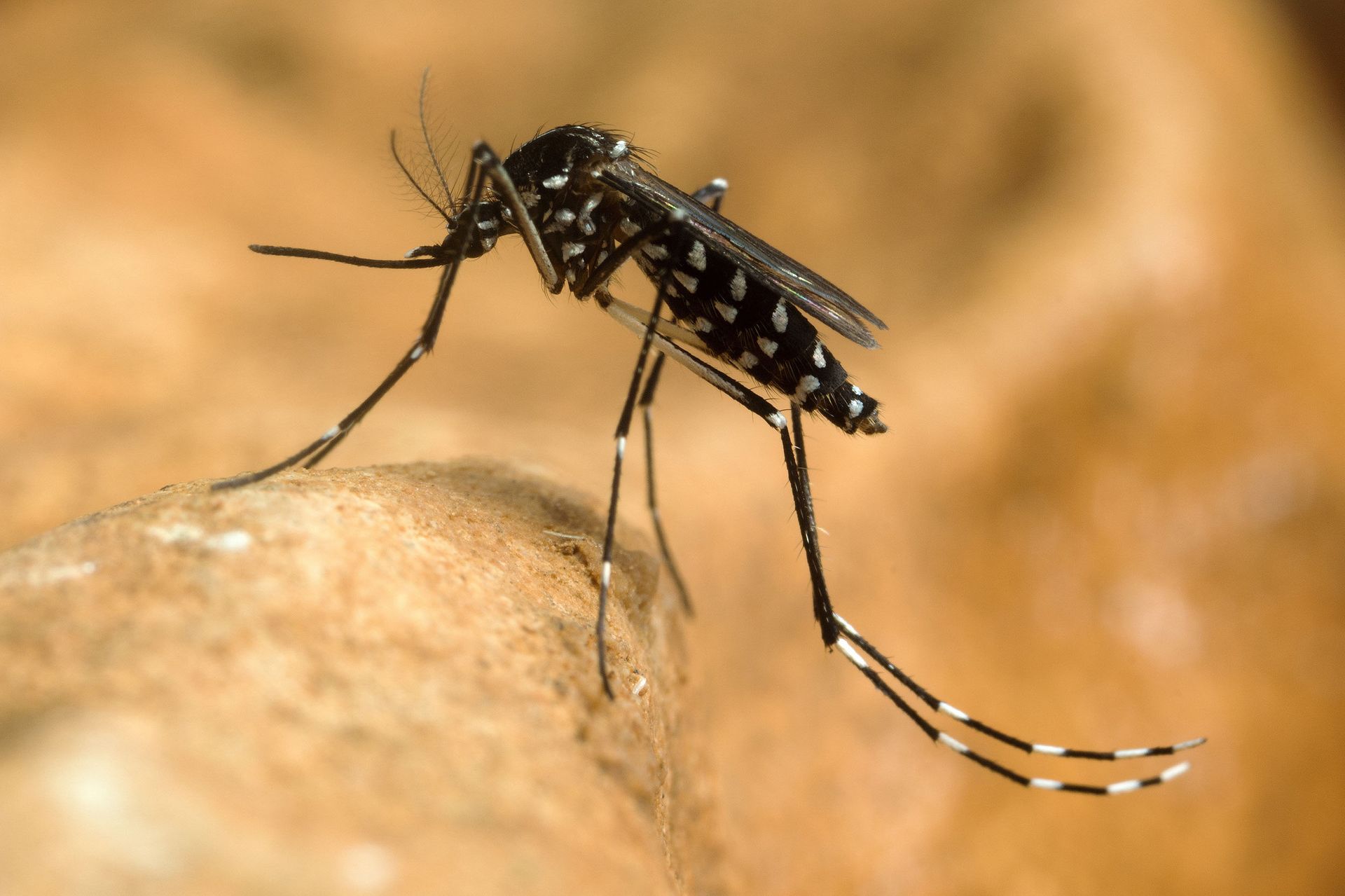 mosquito control services