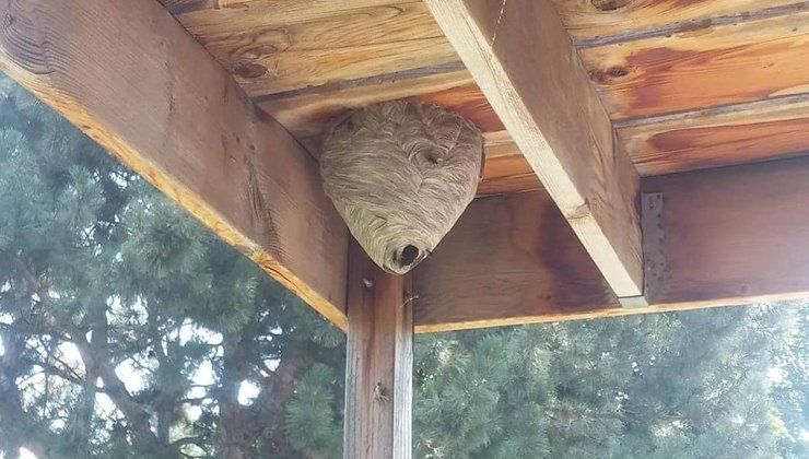 A wasp nest is sitting under a wooden roof.