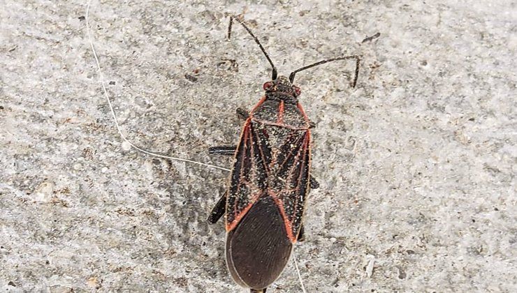 A close up of a bug on a concrete surface.