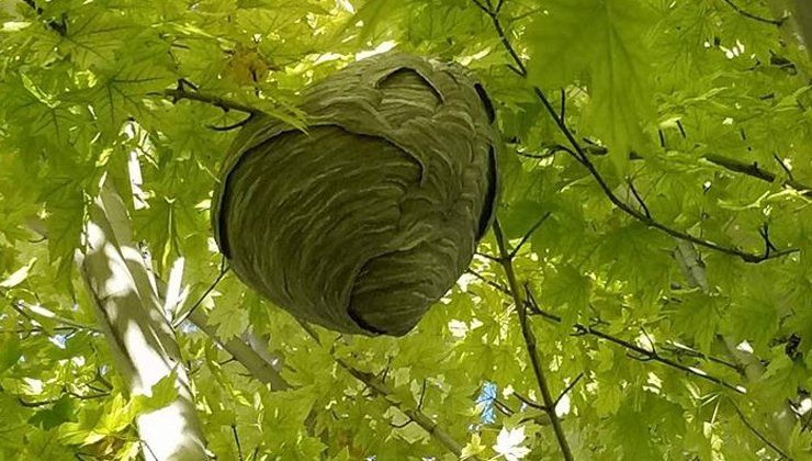 A wasp nest is hanging from a tree branch.