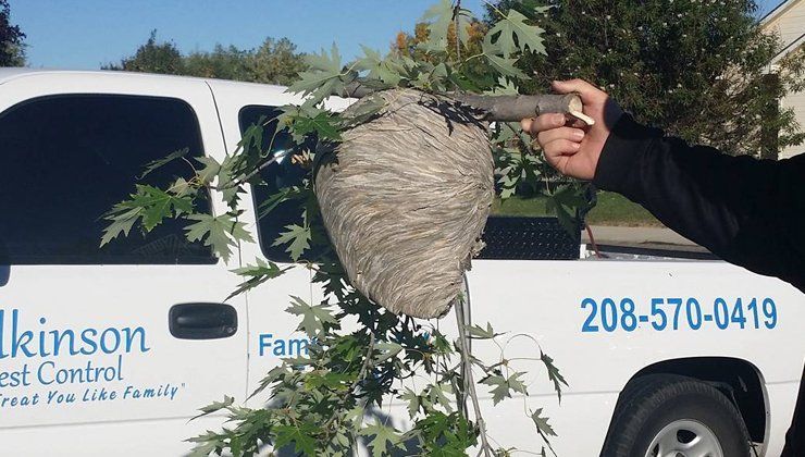 A person is holding a wasp nest in front of a johnson pest control truck