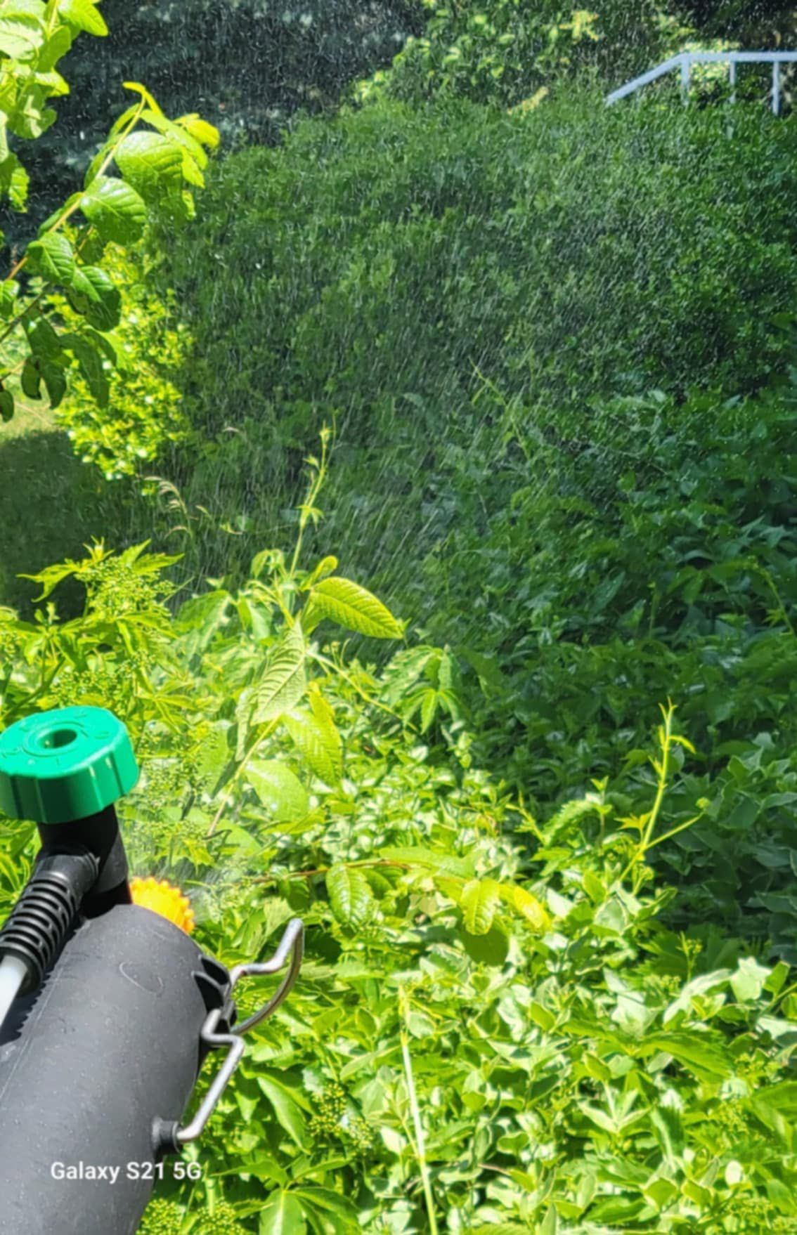 A person is spraying plants with a sprayer in a garden