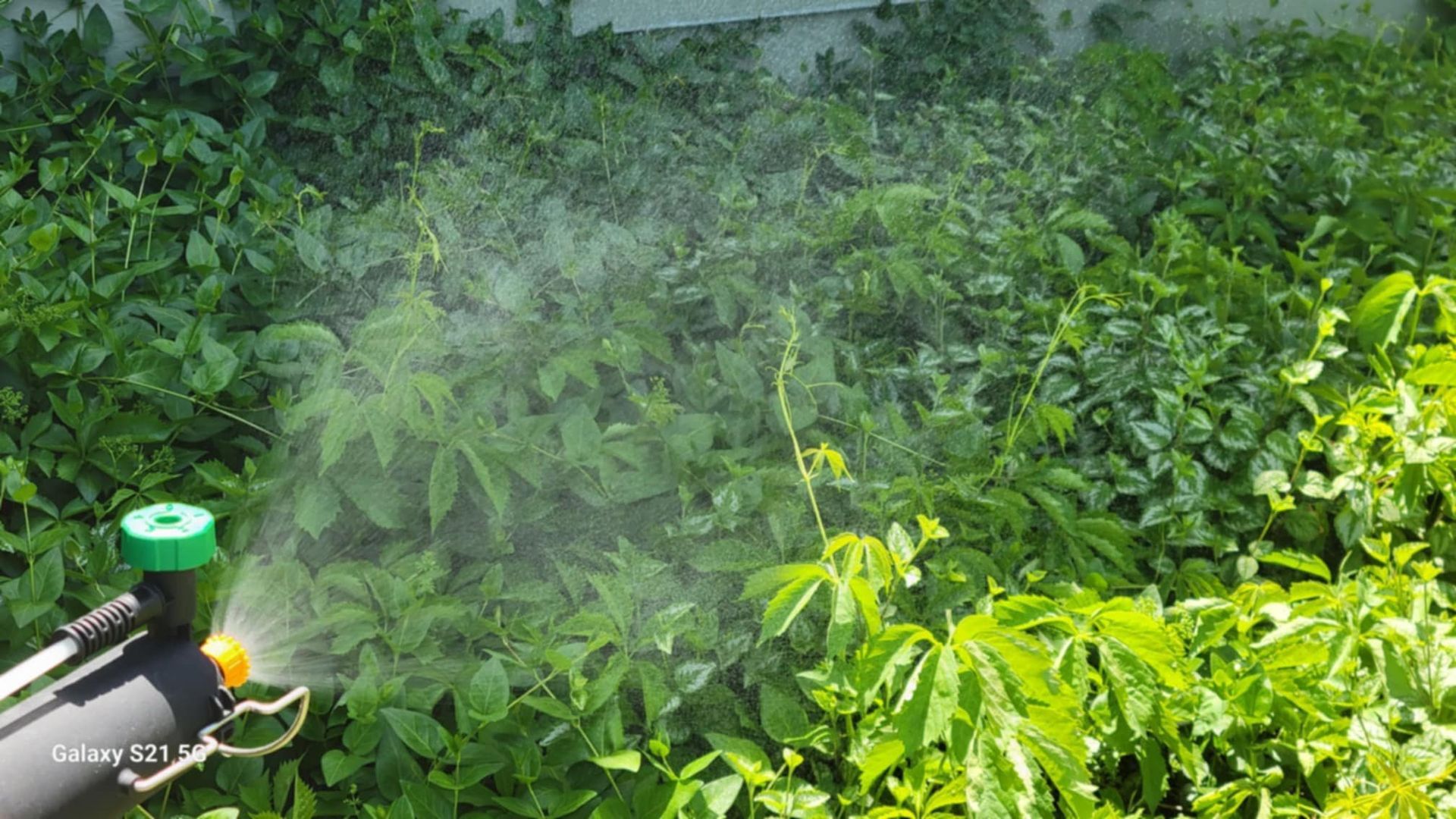 A sprayer is spraying a lush green field of plants