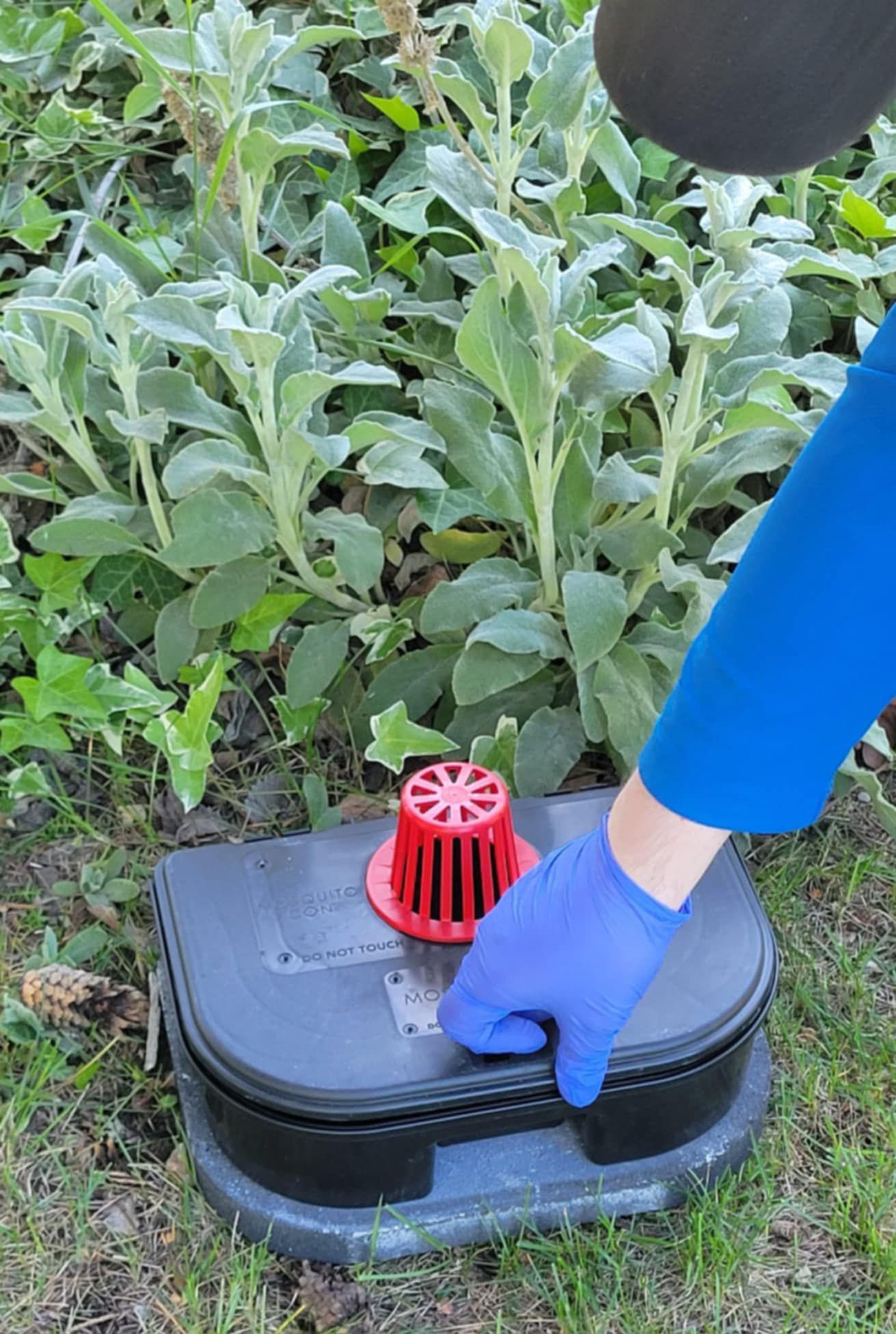 A person wearing blue gloves is standing next to a plant