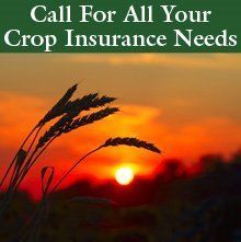 crop insurance