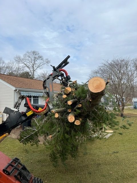 tree removal services