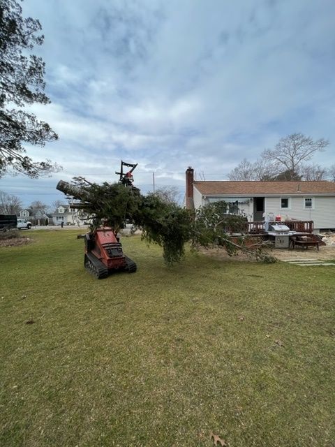 tree removal
