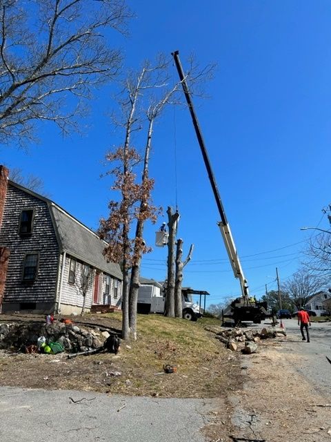 tree trimming service