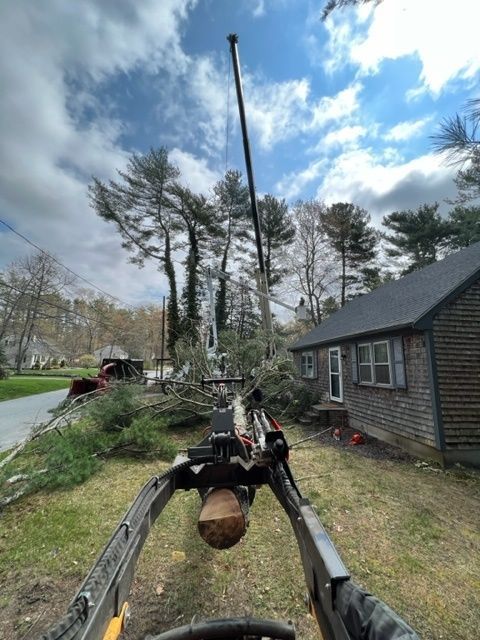 tree removal service